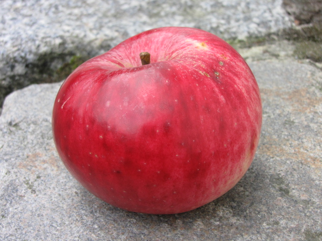 Apfel Jacob Fischer-1.JPG